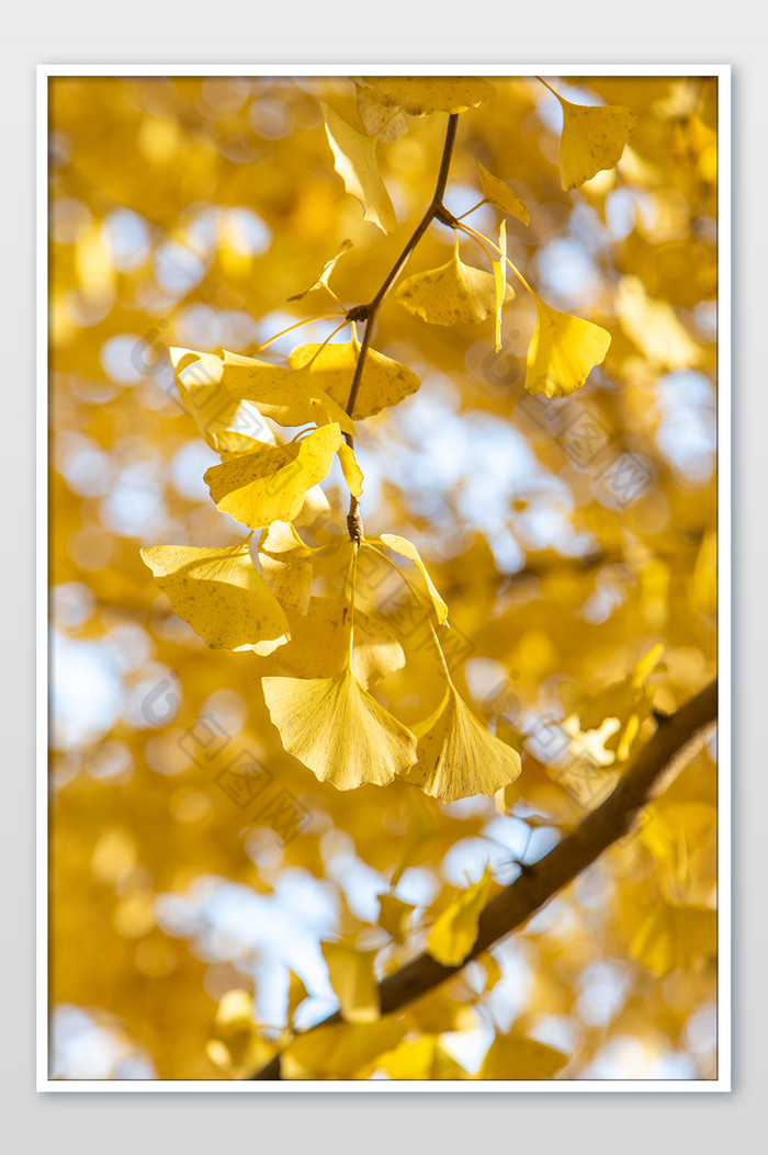 秋天的金黄银杏林银杏落叶图片图片