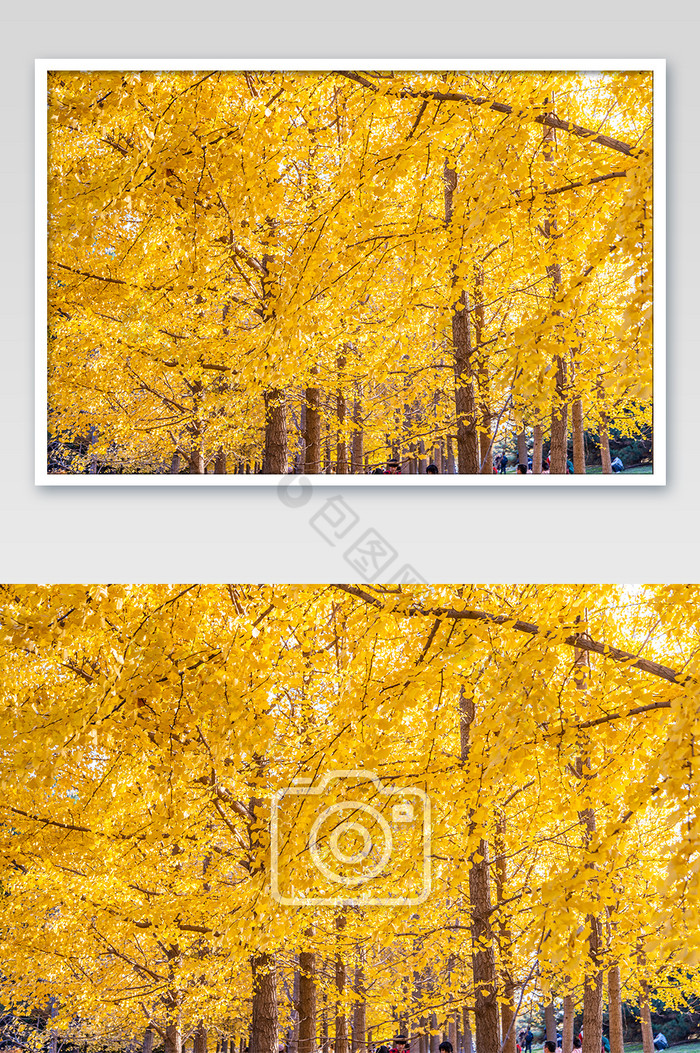 秋天的金黄银杏林和银杏落叶图片图片