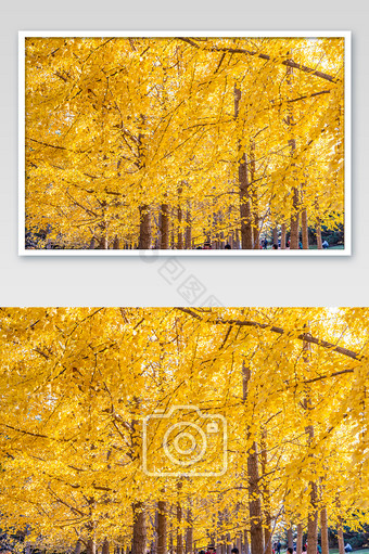 秋天的金黄银杏林和银杏落叶图片