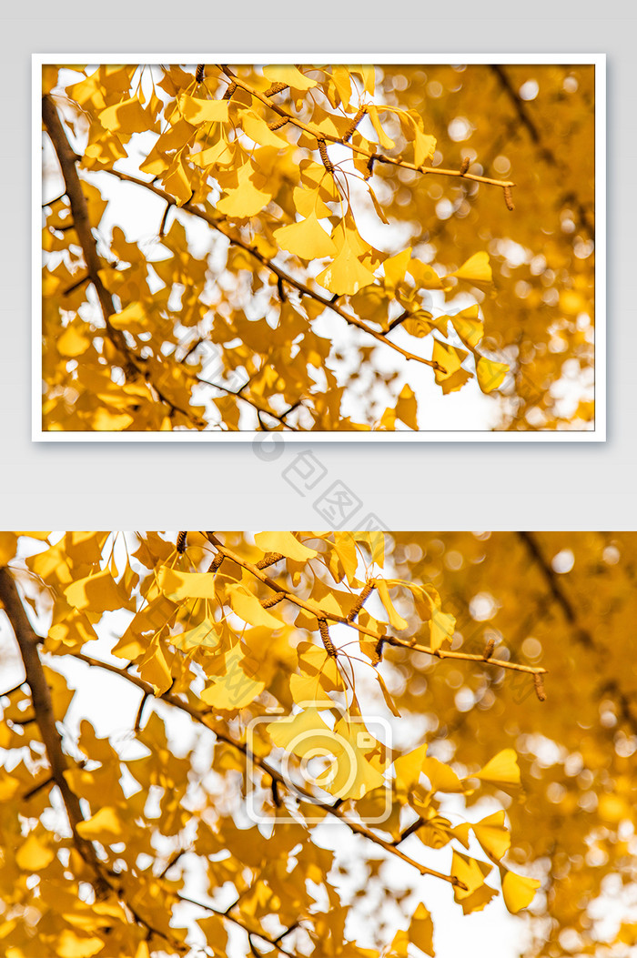 秋天金黄的银杏落叶的摄影图片