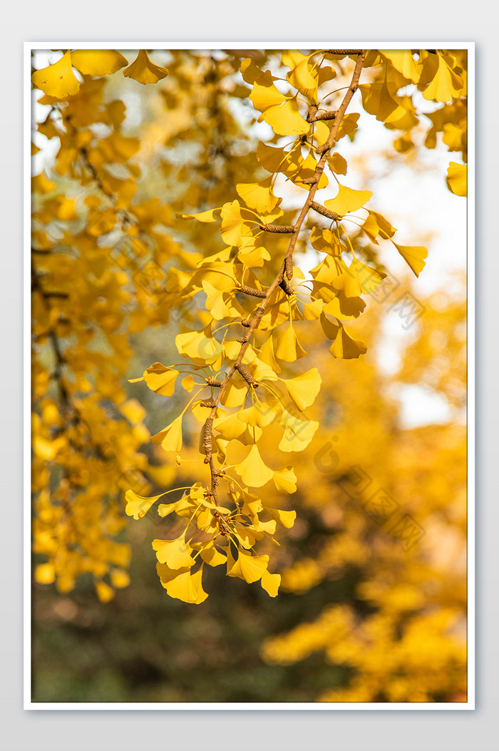 秋天的金黄的银杏落叶摄影图片