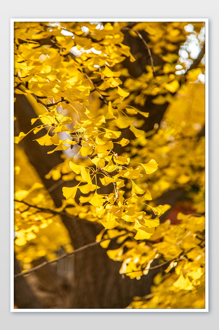 秋天金黄银杏落叶摄影图片图片