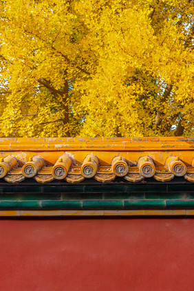 北京秋天故宫和金黄的银杏树