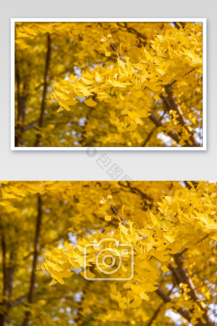 北京秋天的金黄银杏树落叶图片图片