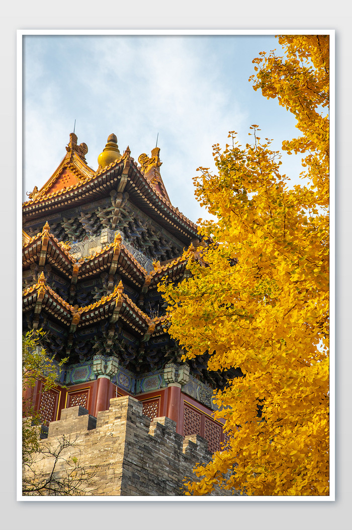 北京秋天故宫和金黄的银杏树摄影图片图片