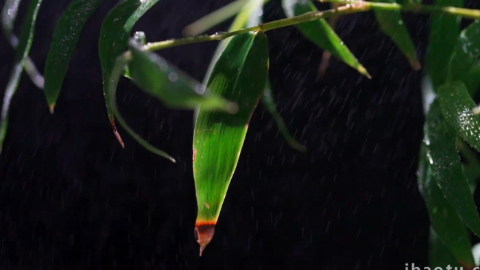 唯美自然写意雨中的竹叶实拍视频