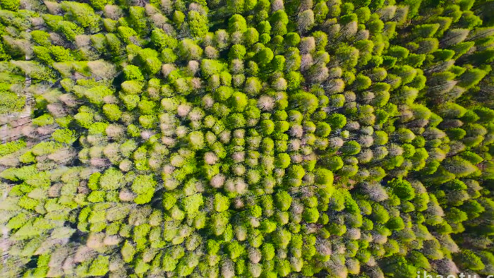 森林树木自然风景4K航拍