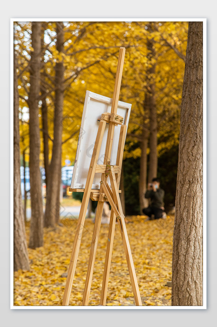 北京秋天金黄银杏树和落叶图片图片