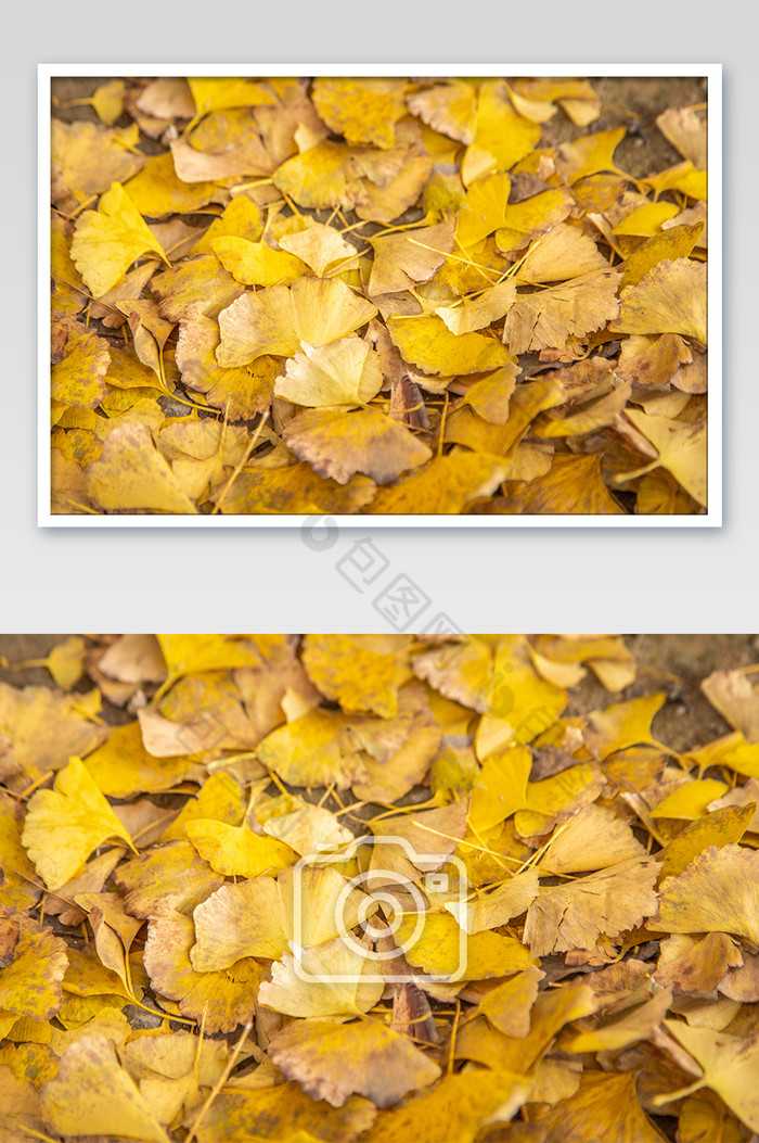 秋天故宫和金黄银杏树落叶图片图片