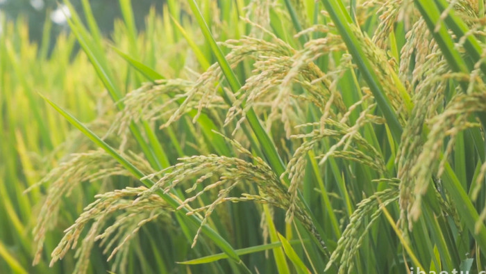 水稻成熟稻穗特写自然写意4K