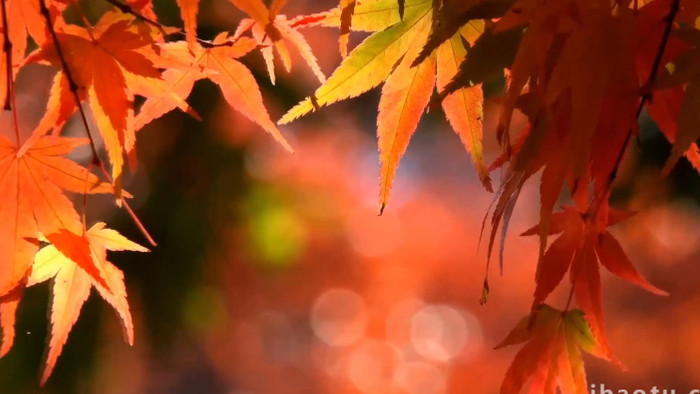 温暖治愈秋天枫叶红叶透光视频