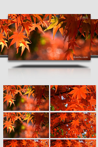 温暖治愈秋天枫叶红叶透光视频图片