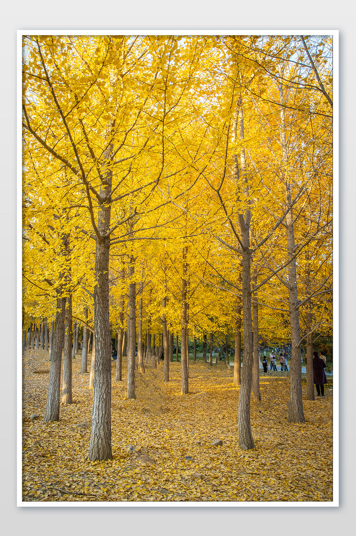 秋天浪漫唯美的银杏的落叶林图片图片