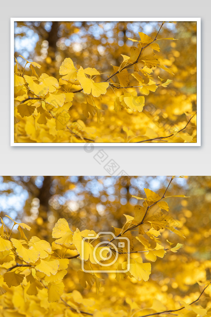 秋天的浪漫唯美的银杏落叶林图片图片