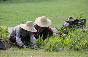 绿化和市容管理绿化补植园丁种植图片