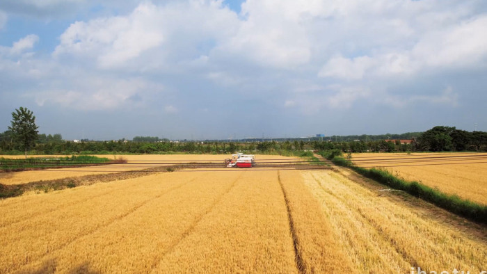 农业秋收机械收割麦子4K航拍