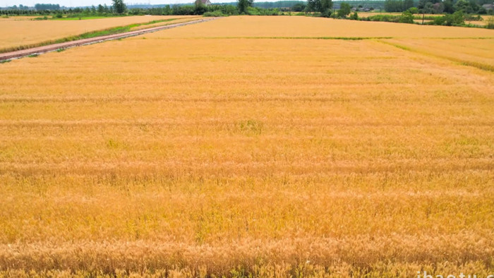 农业丰收金色麦田麦子成熟4K