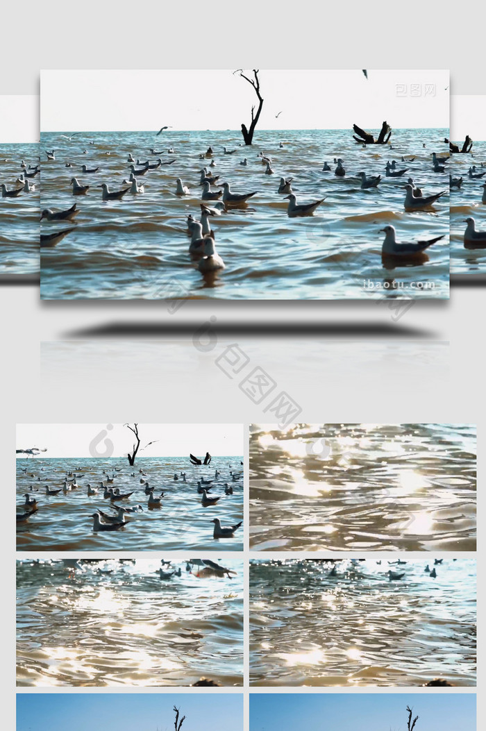 自然湖面上的海鸥鸟类动物实拍