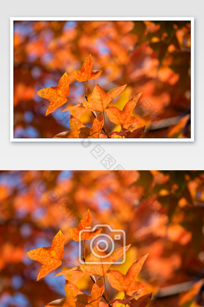 秋天枫叶秋分秋色