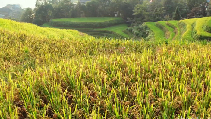 农业大气金黄色的水稻稻田航拍