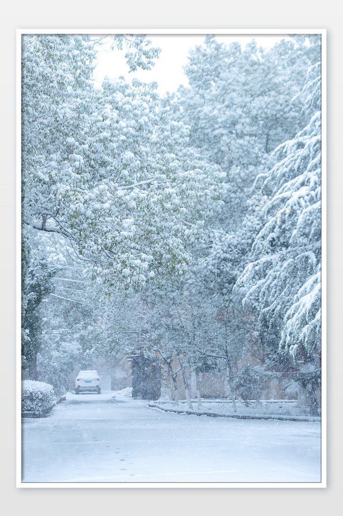 大雪纷飞被雪覆盖的树木小道