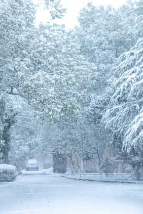 大雪纷飞被雪覆盖的树木小道