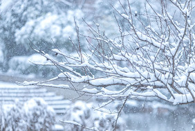 雪天下雪被雪覆盖的树枝