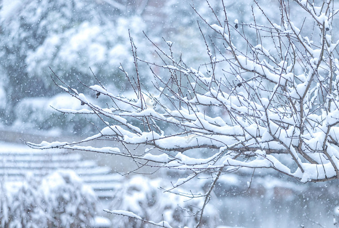 雪天下雪被雪覆盖的树枝图片