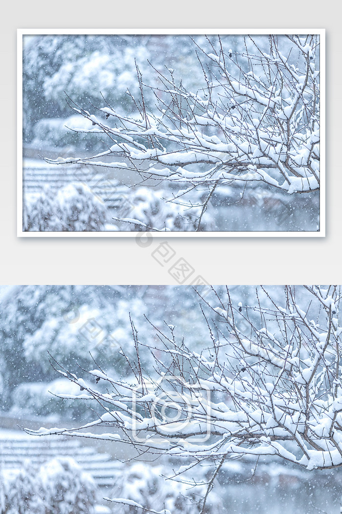 雪天下雪被雪覆盖的树枝