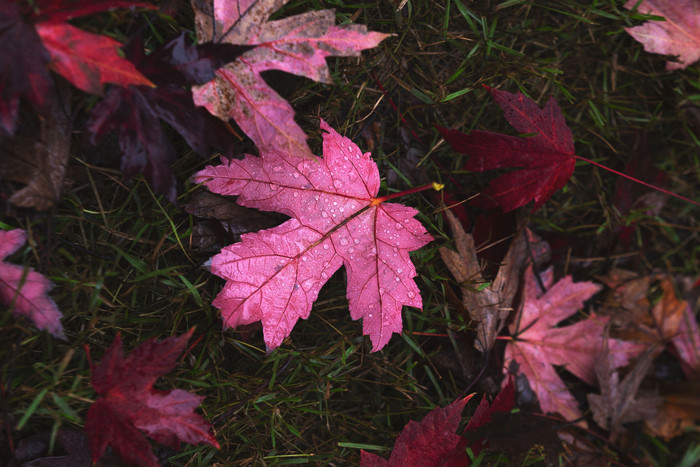 红色枫叶秋冬带水珠的落叶图片