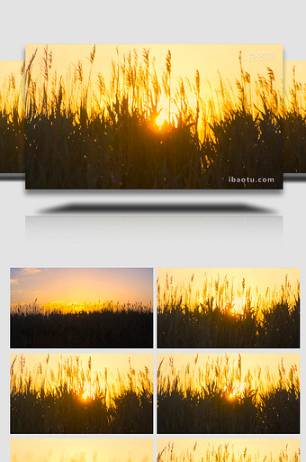秋日风景芦苇荡夕阳治愈温暖4K图片