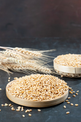 世界粮食日农作物小麦麦穗粮食