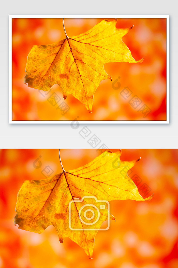 秋季风景秋季树叶黄树叶图片图片