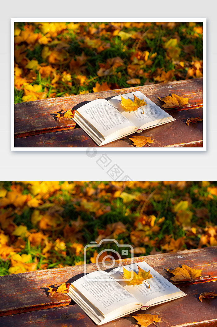 秋季风景黄树叶落叶书本