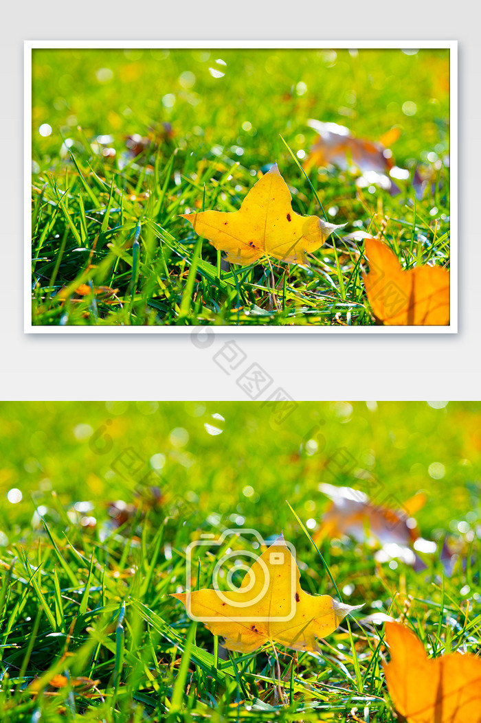秋季风景绿草坪黄树叶落叶图片图片