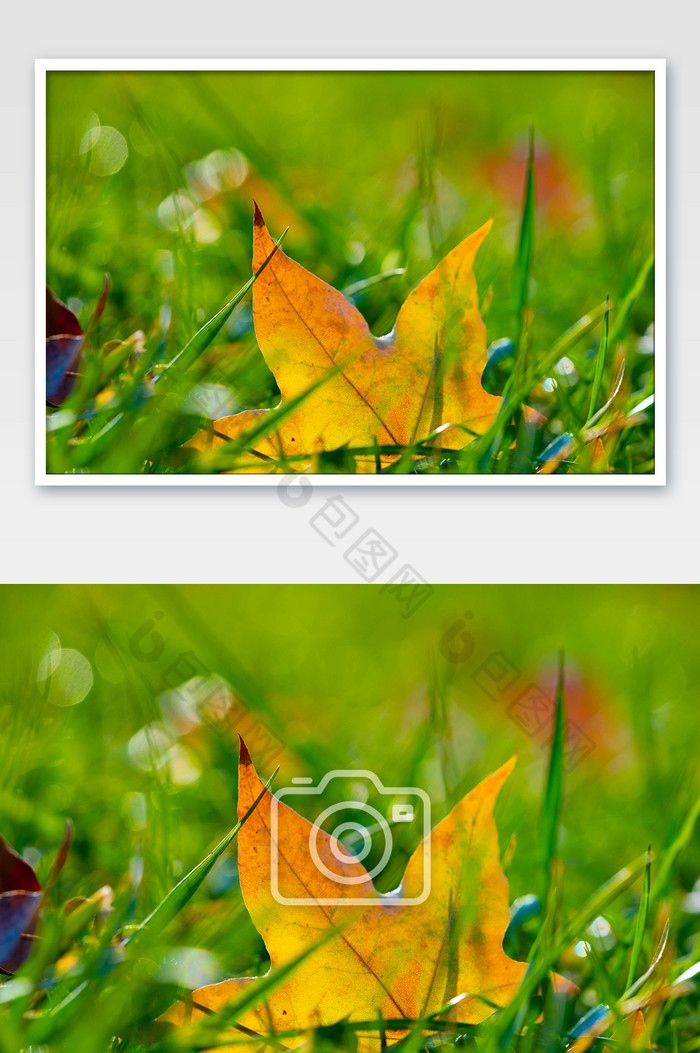 秋季风景草坪黄树叶落叶图片图片