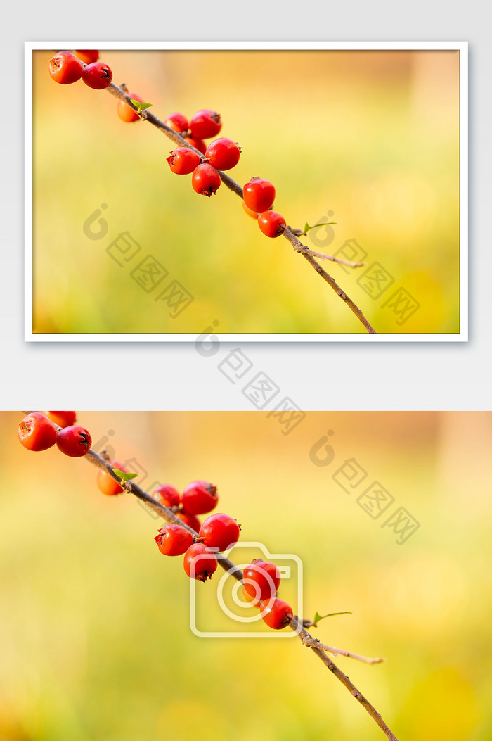 秋季风景红色果实树枝摄影图