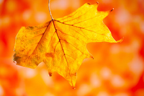 秋季风景秋季树叶黄树叶