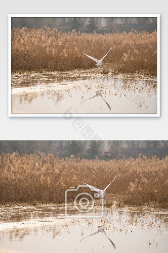 秋季风景芦苇池塘飞鸟图片