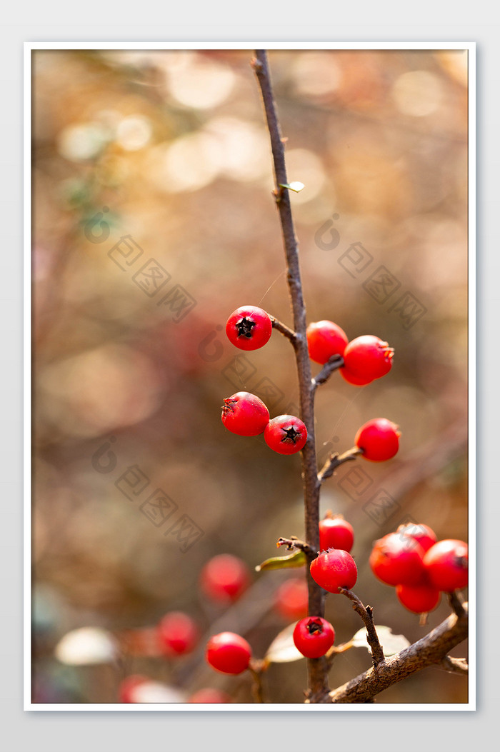 秋季风景红色果实摄影图