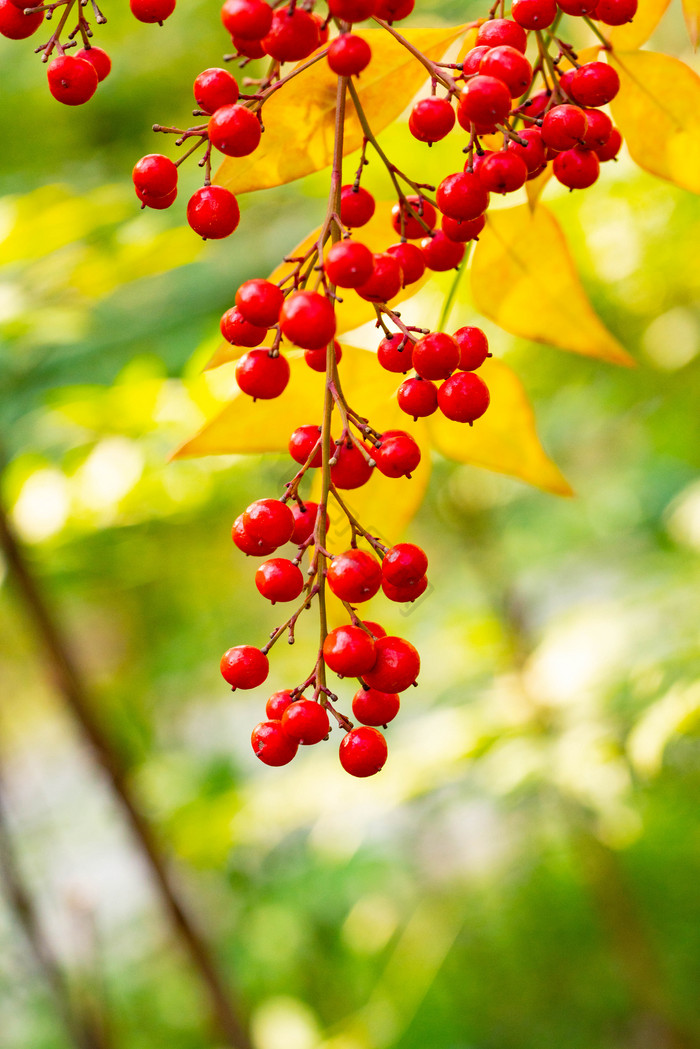 秋季景色红色果实图片