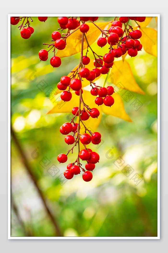 秋季景色红色果实图片图片