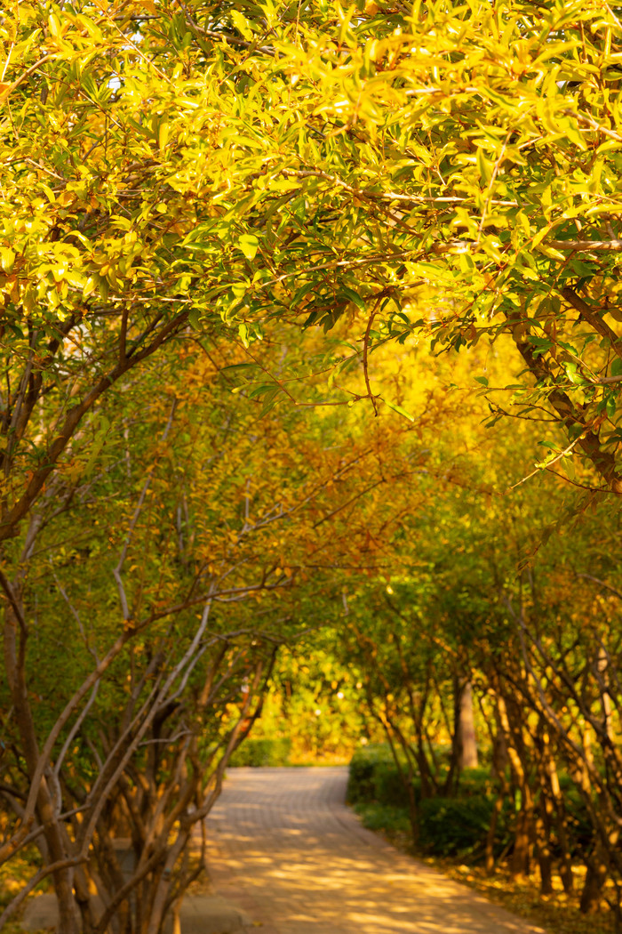 秋季景色马路树木树叶图片