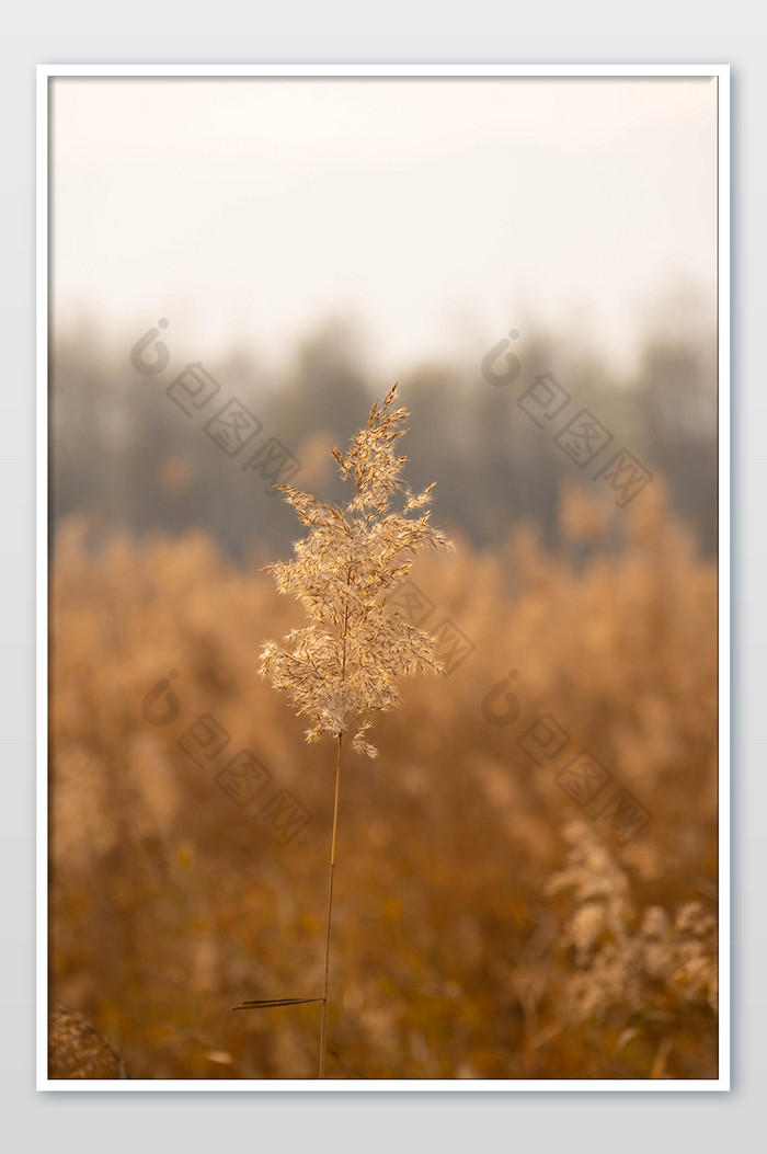 秋季景色植物芦苇荡图片图片