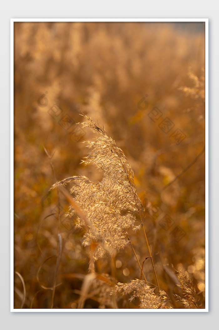 秋季景色植物芦苇图片图片