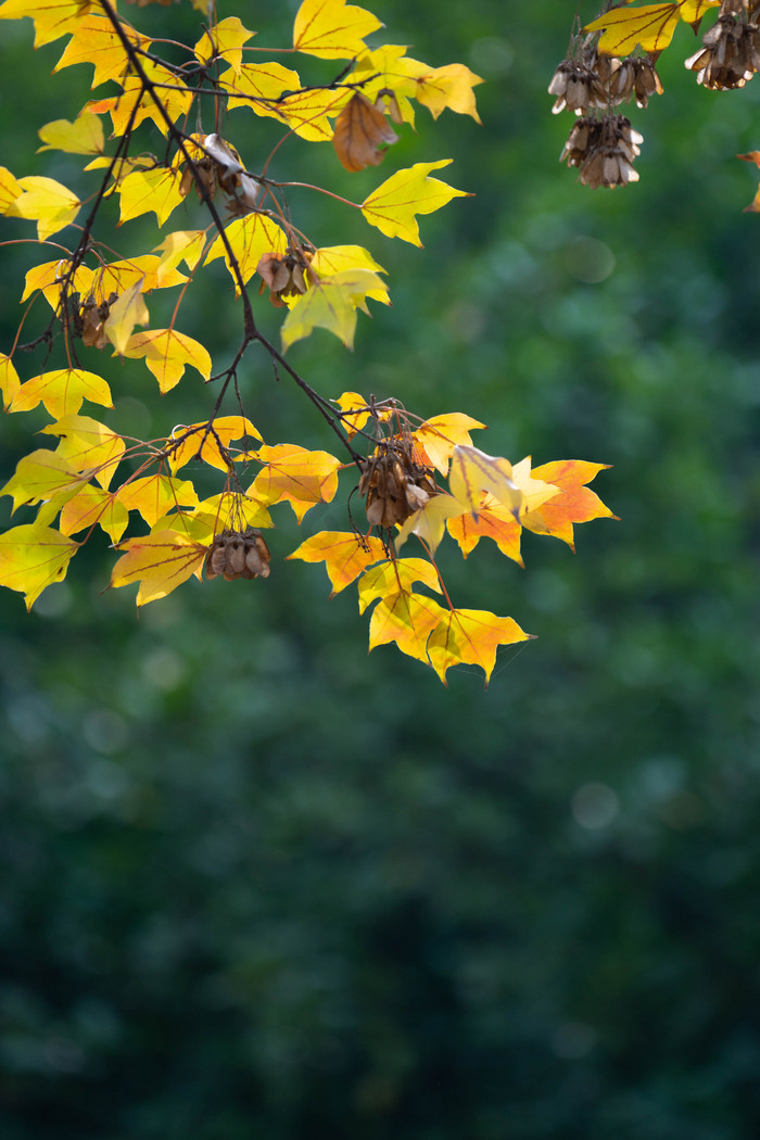 秋季景色树枝树叶绿植图片
