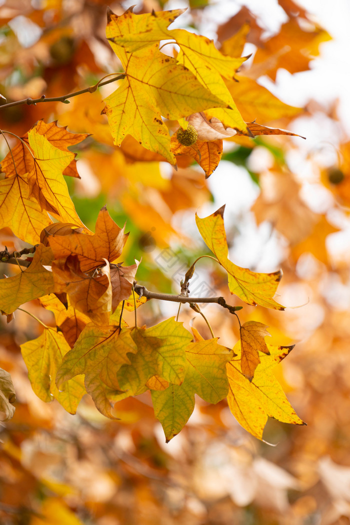 秋季景色树枝树叶图片