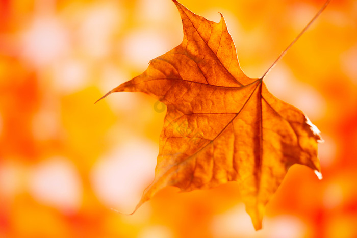 秋季风景唯美黄树叶图片