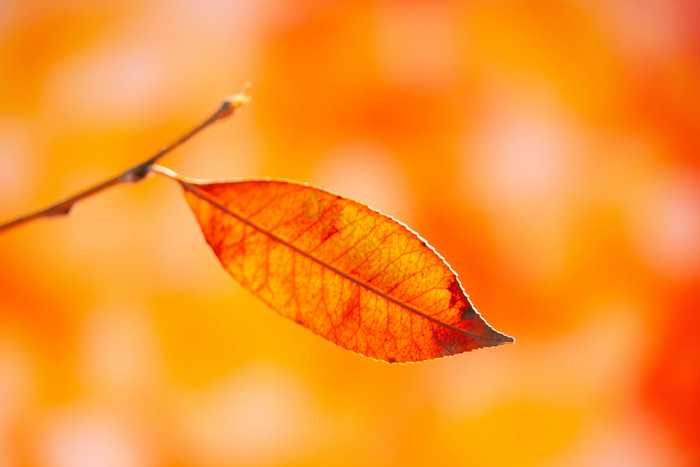 秋季风景唯美树枝树叶黄树叶图片