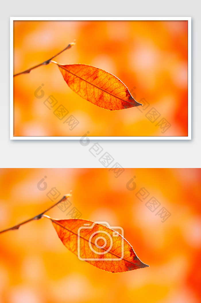 秋季风景唯美树枝树叶黄树叶图片图片